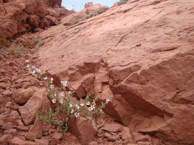 توفیق وحیدی آذر -Wild Flowers of Eynali - Tofigh Vahidi Azar